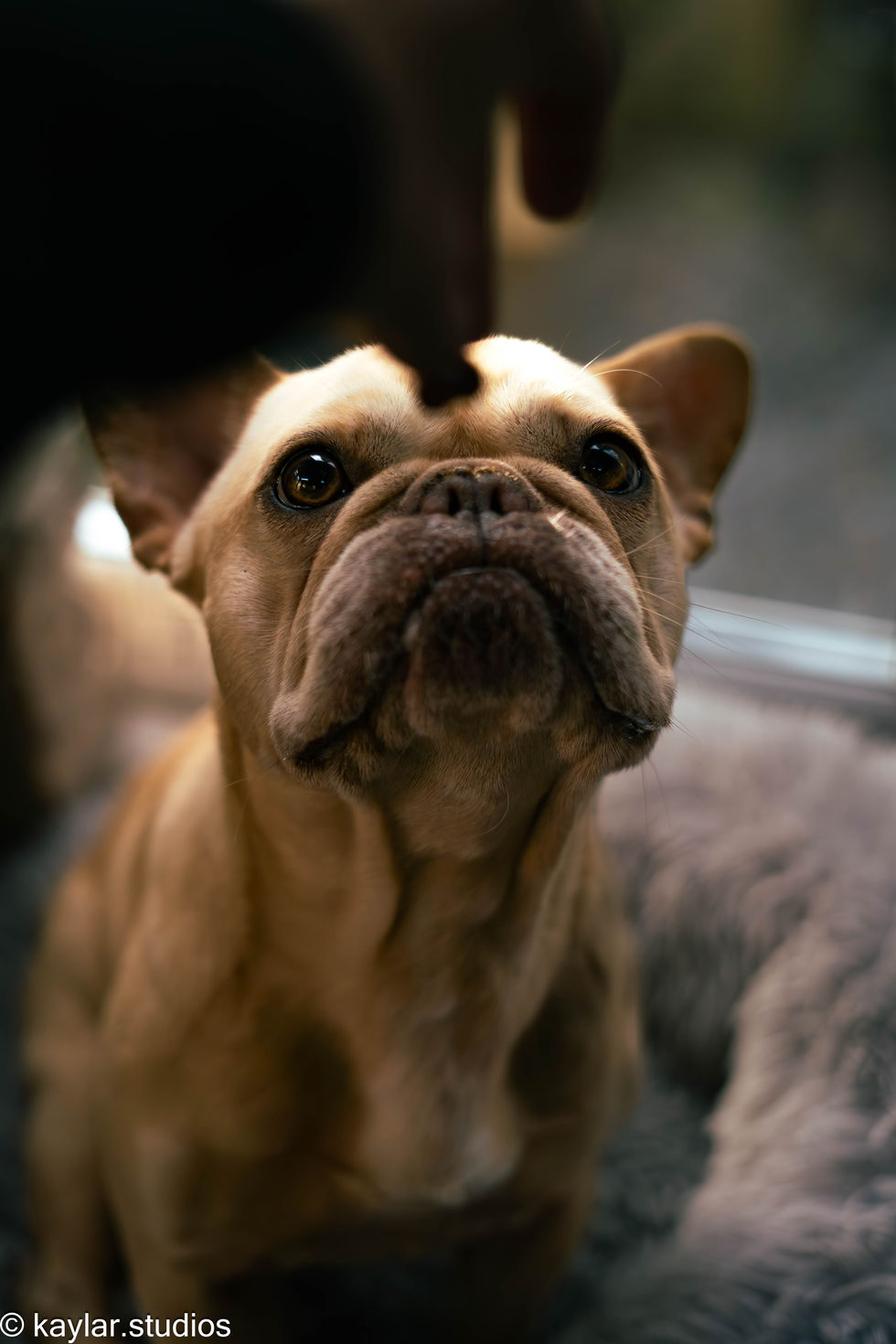 Animal-Friendly Airbnb Photography