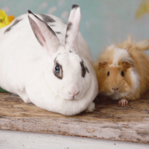 Summer risks & diseases affecting rabbits & guinea pigs in Northamptonshire