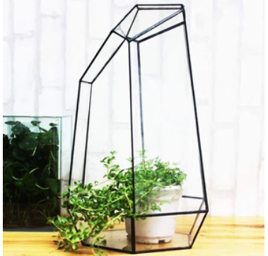 Eco Glass Plant Dome