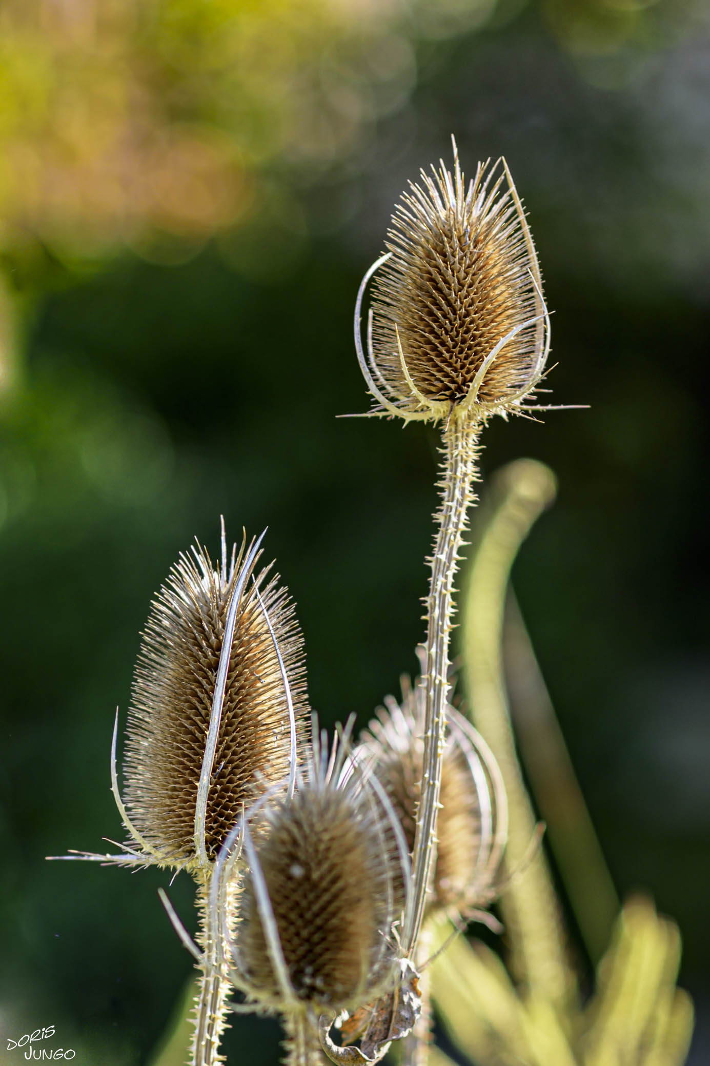 Fleurs de "L'autre jardin"