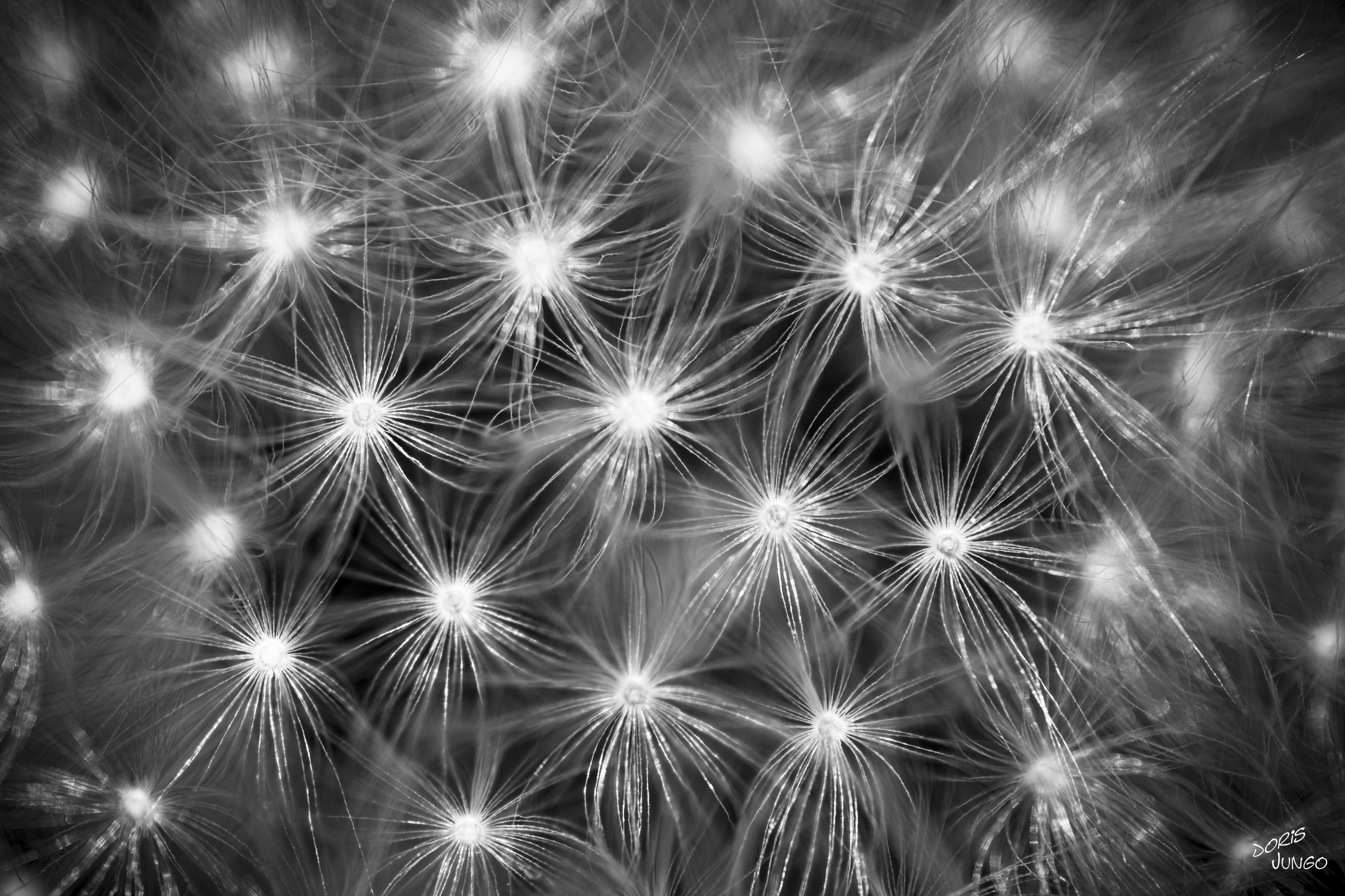 Feu d'artifice floral