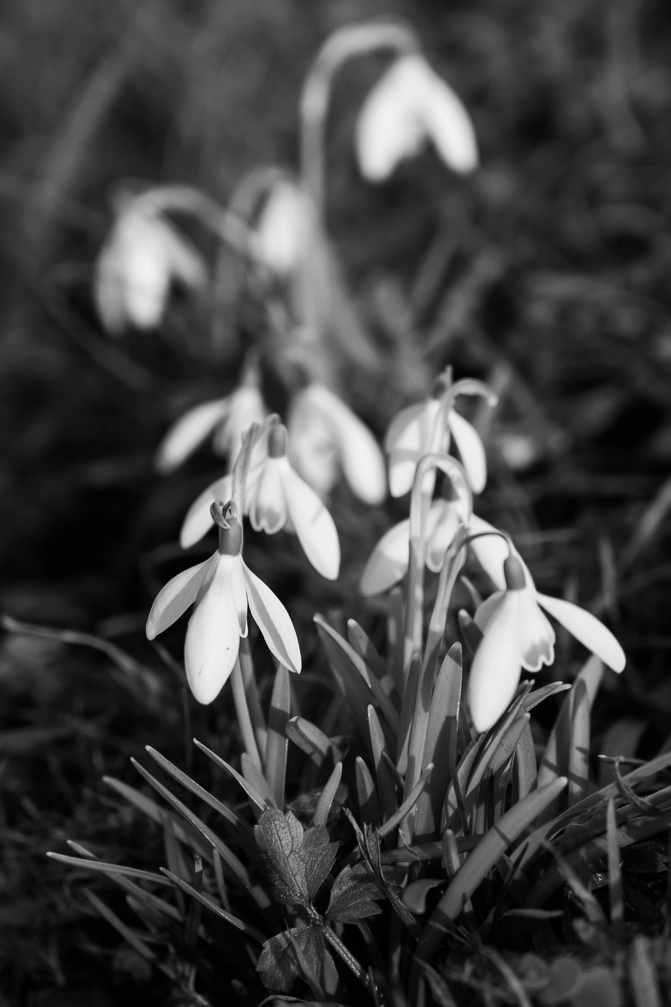 Perces-neige