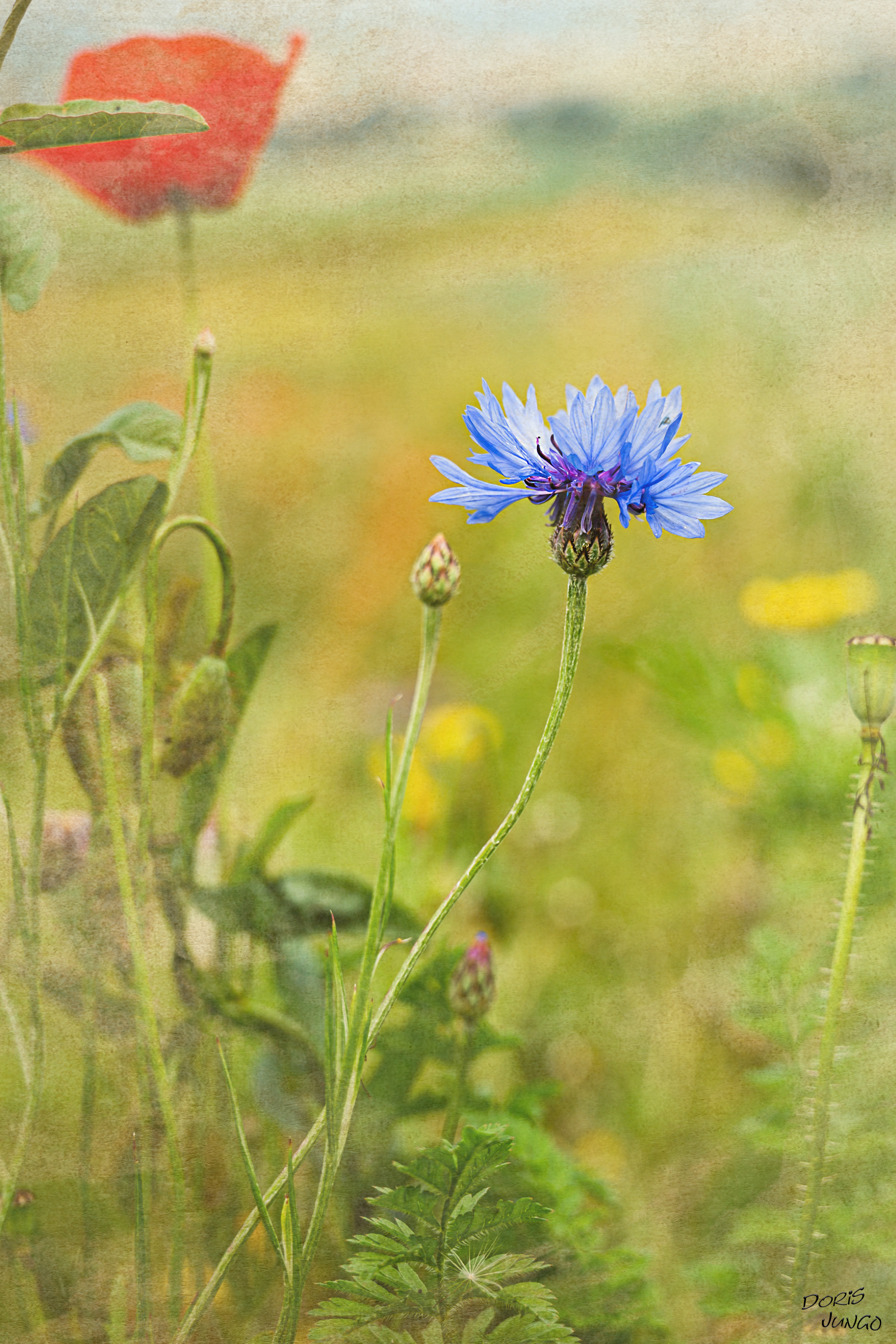 Un pré fleuri