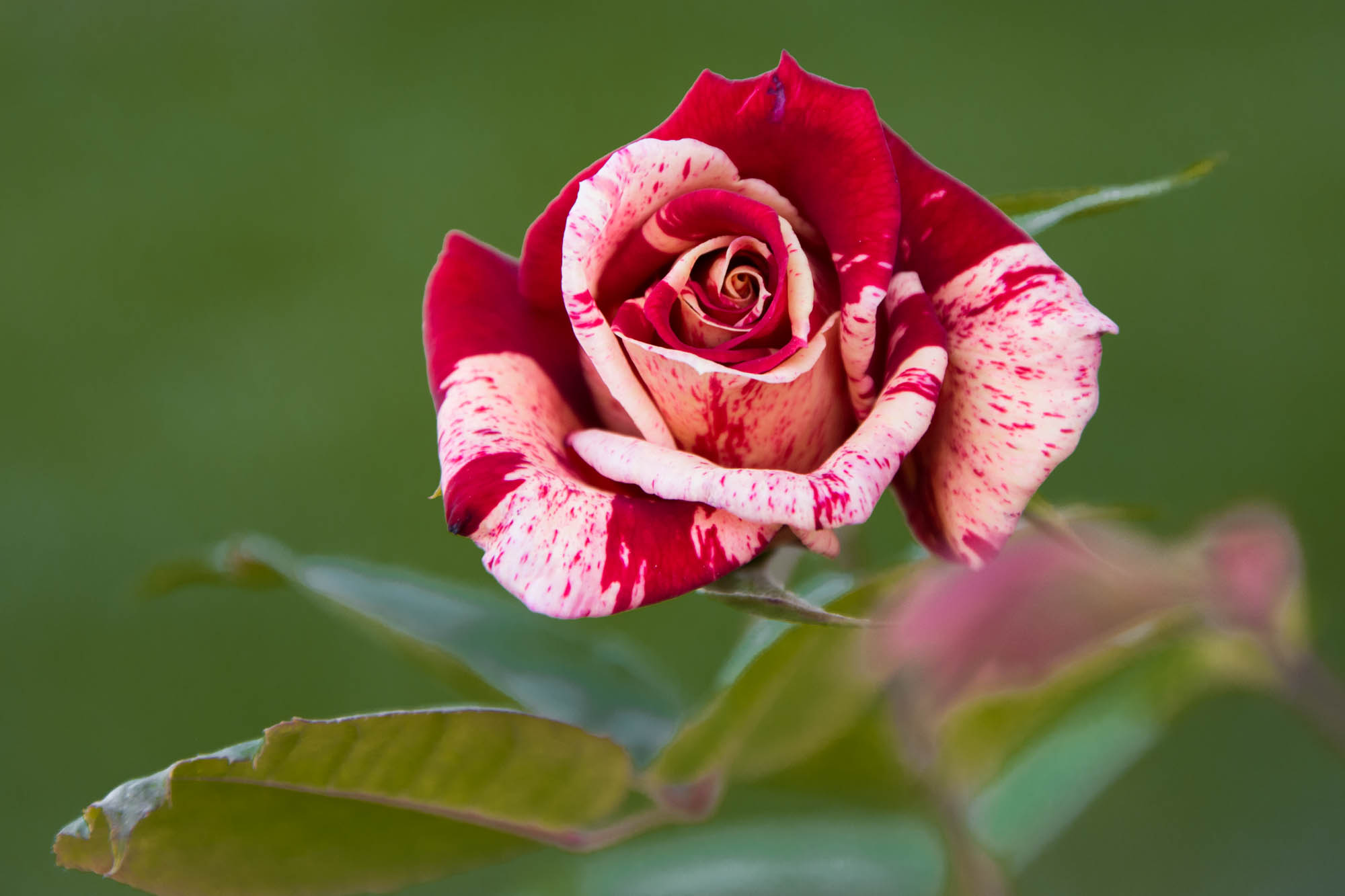 Rose créée par Philippe Dousse