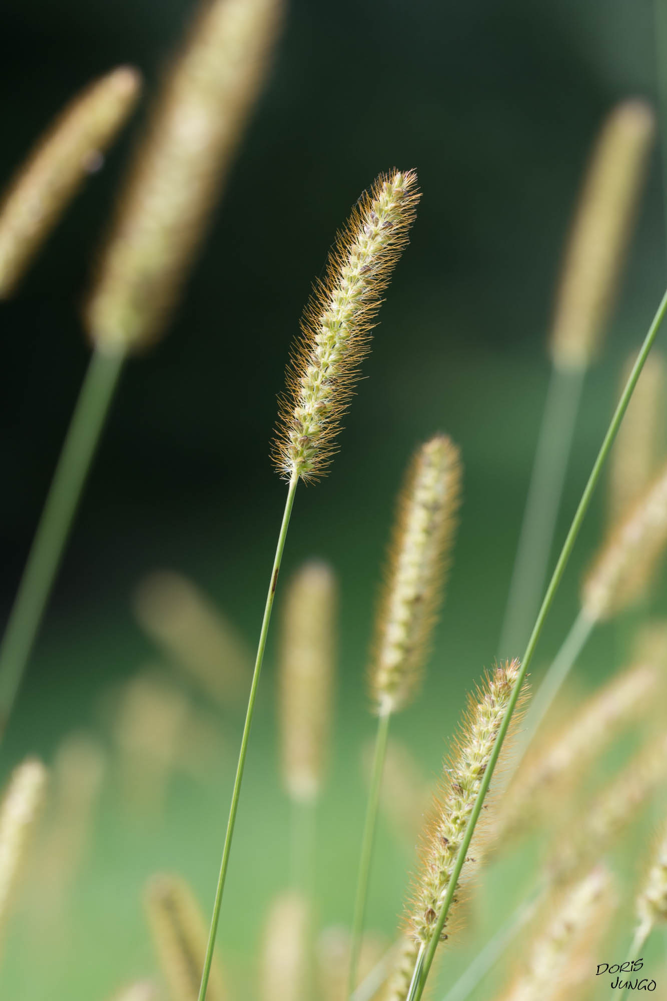 Herbes folles