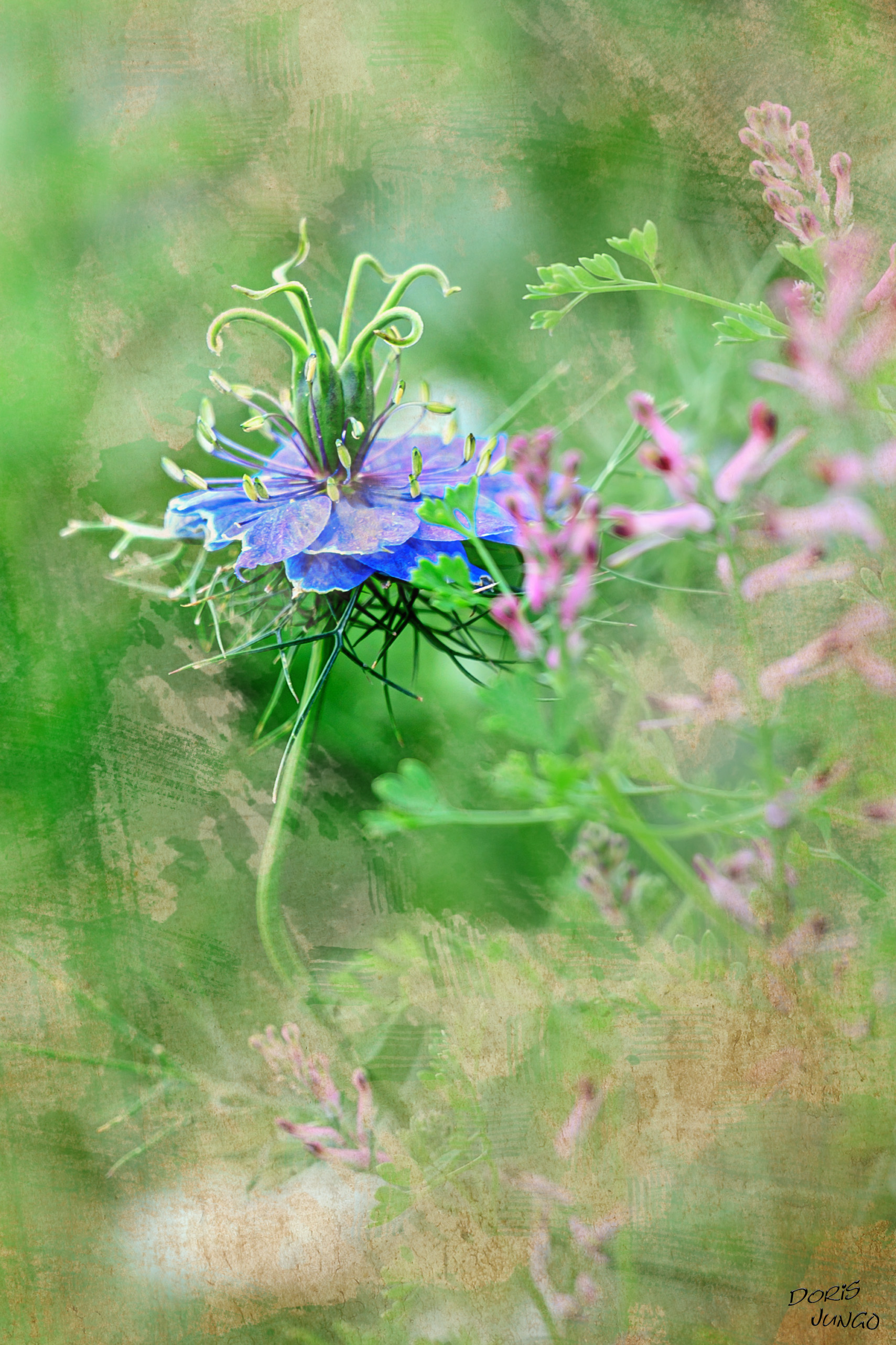 Nigelle bleue