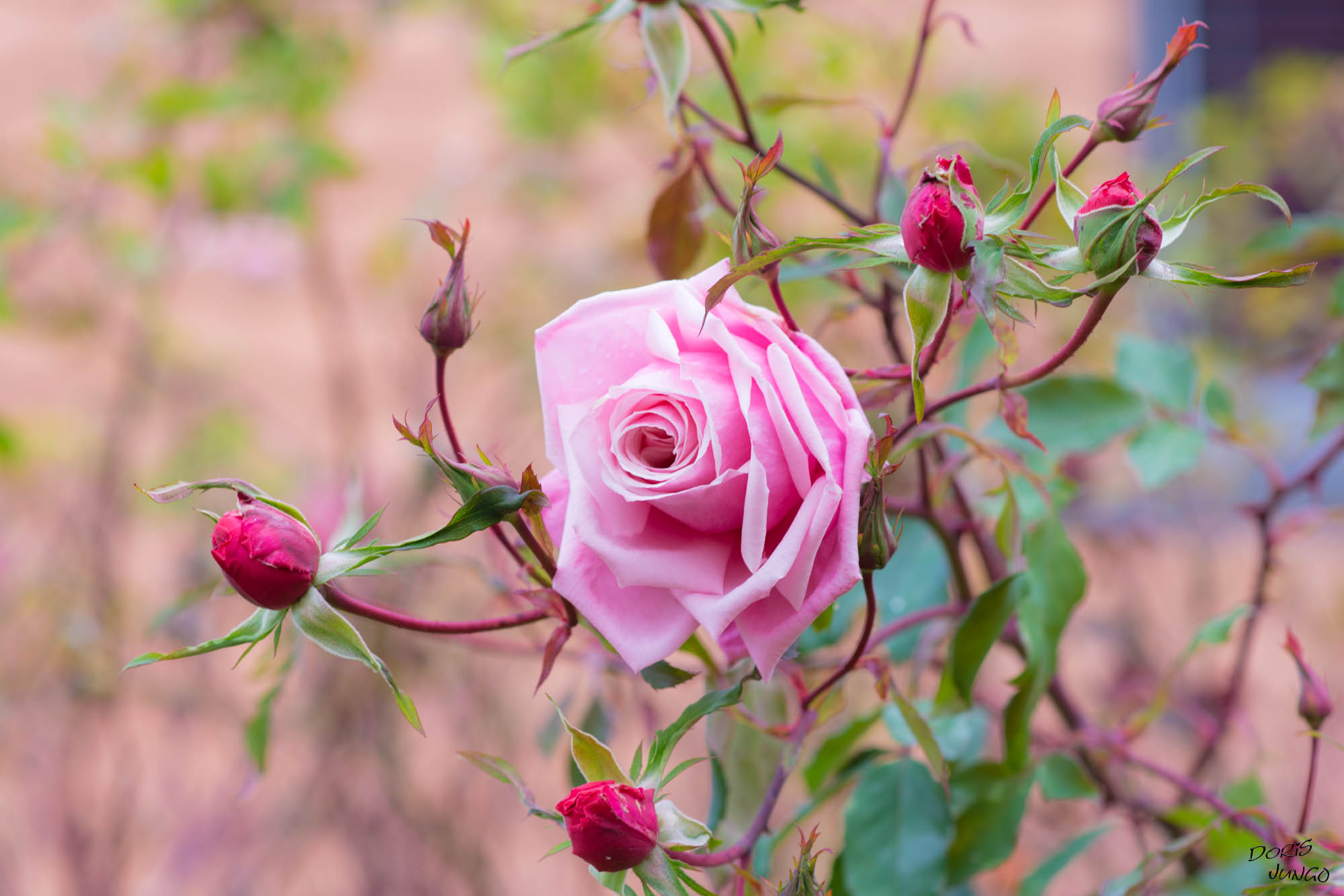La vie en "roses"