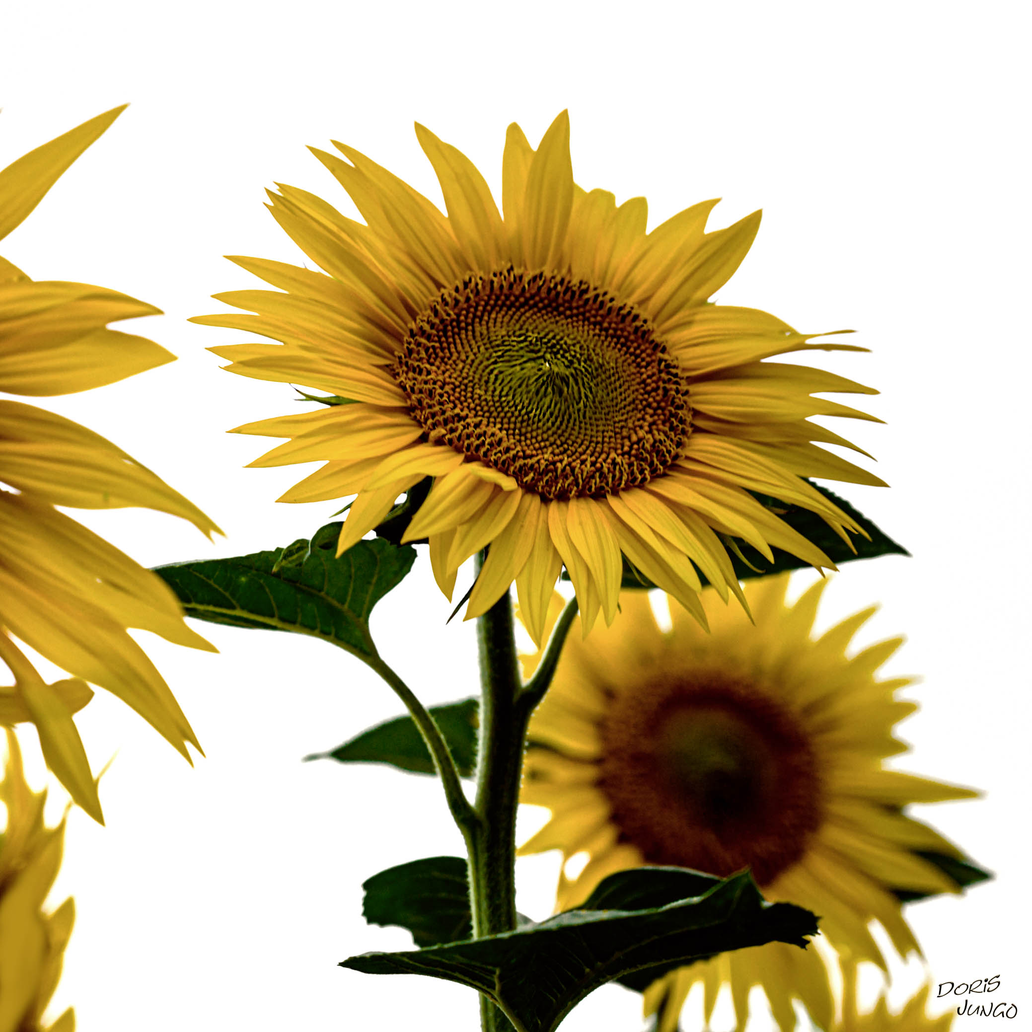 Tournesols