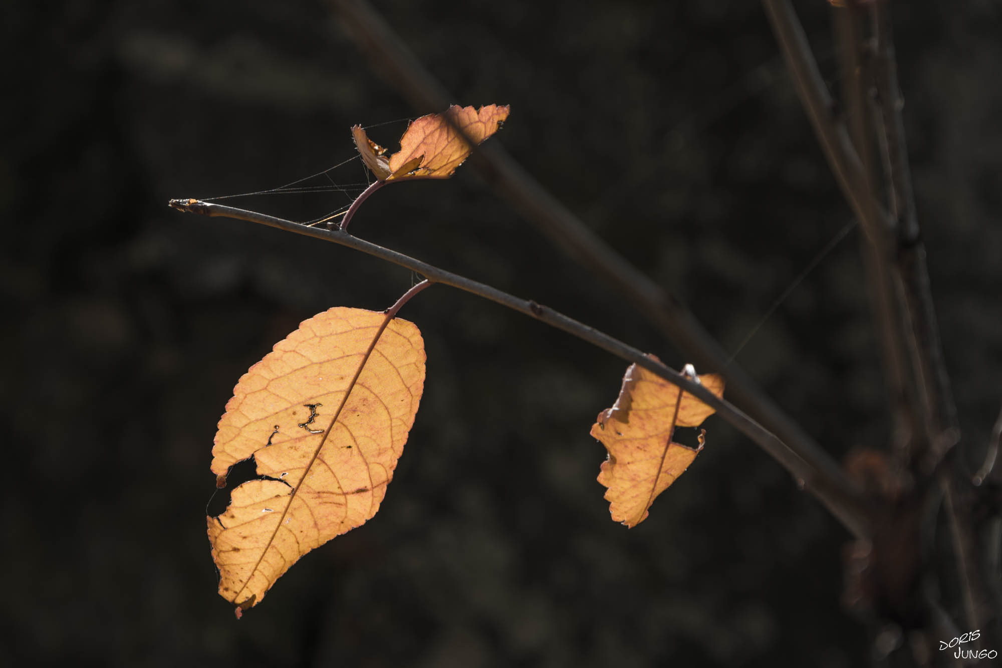 Les dernières feuilles