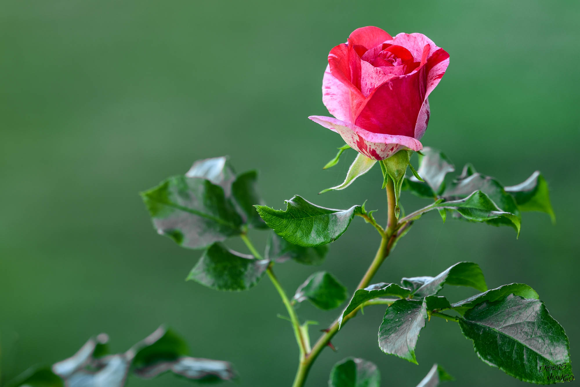 Rose créée par Ph. Dousse