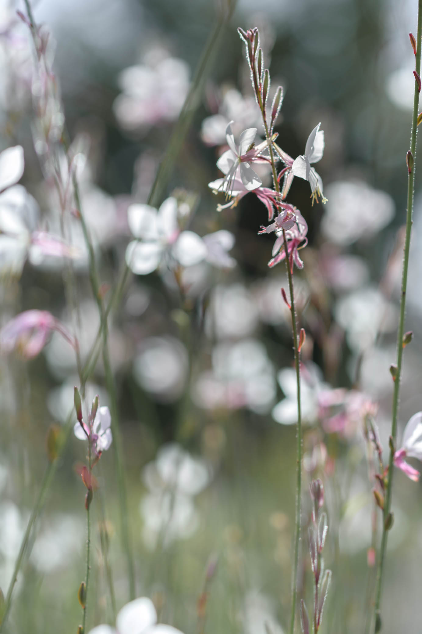 Fleurs de "L'autre jardin"
