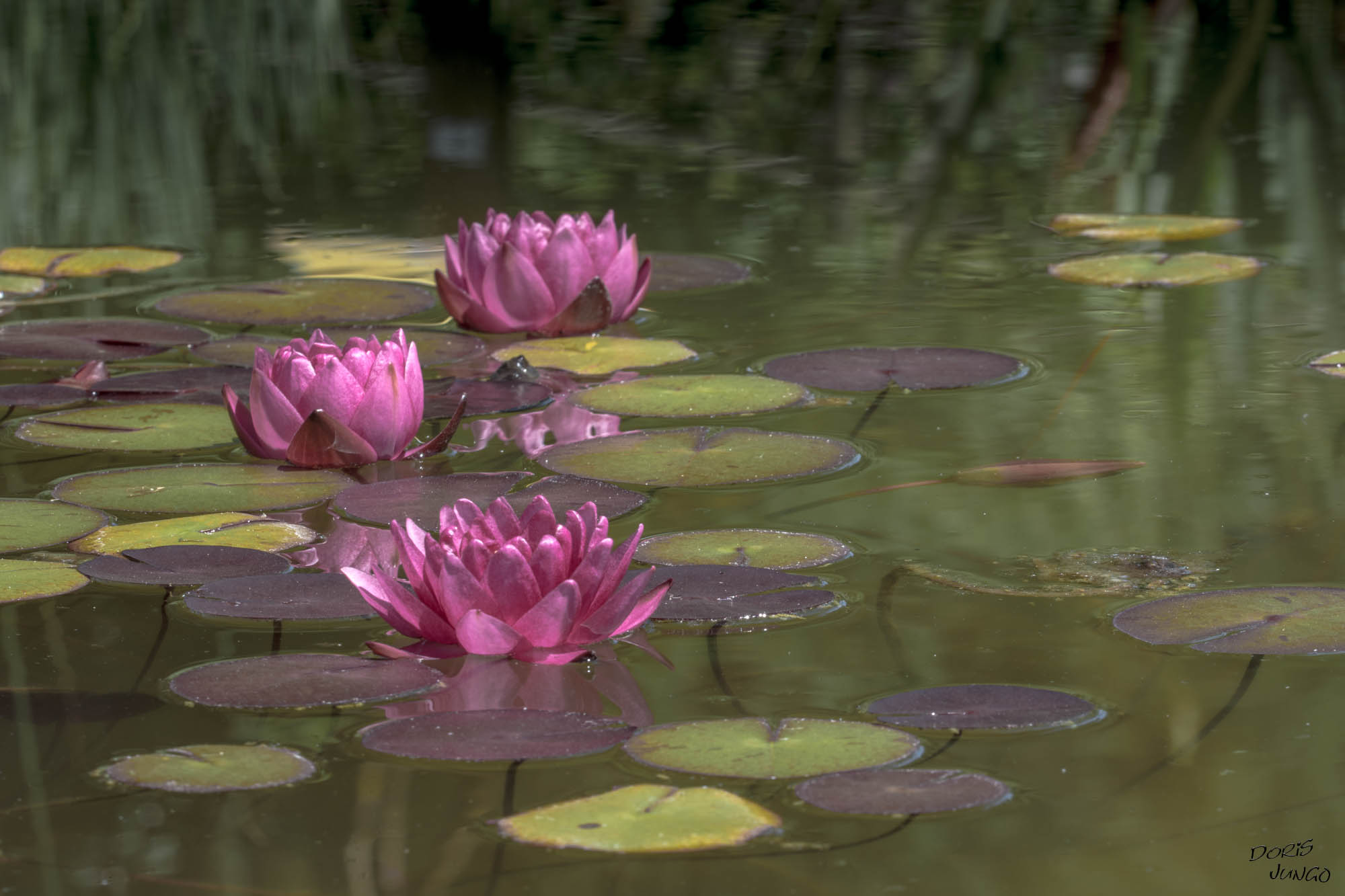 Fleurs d'eau