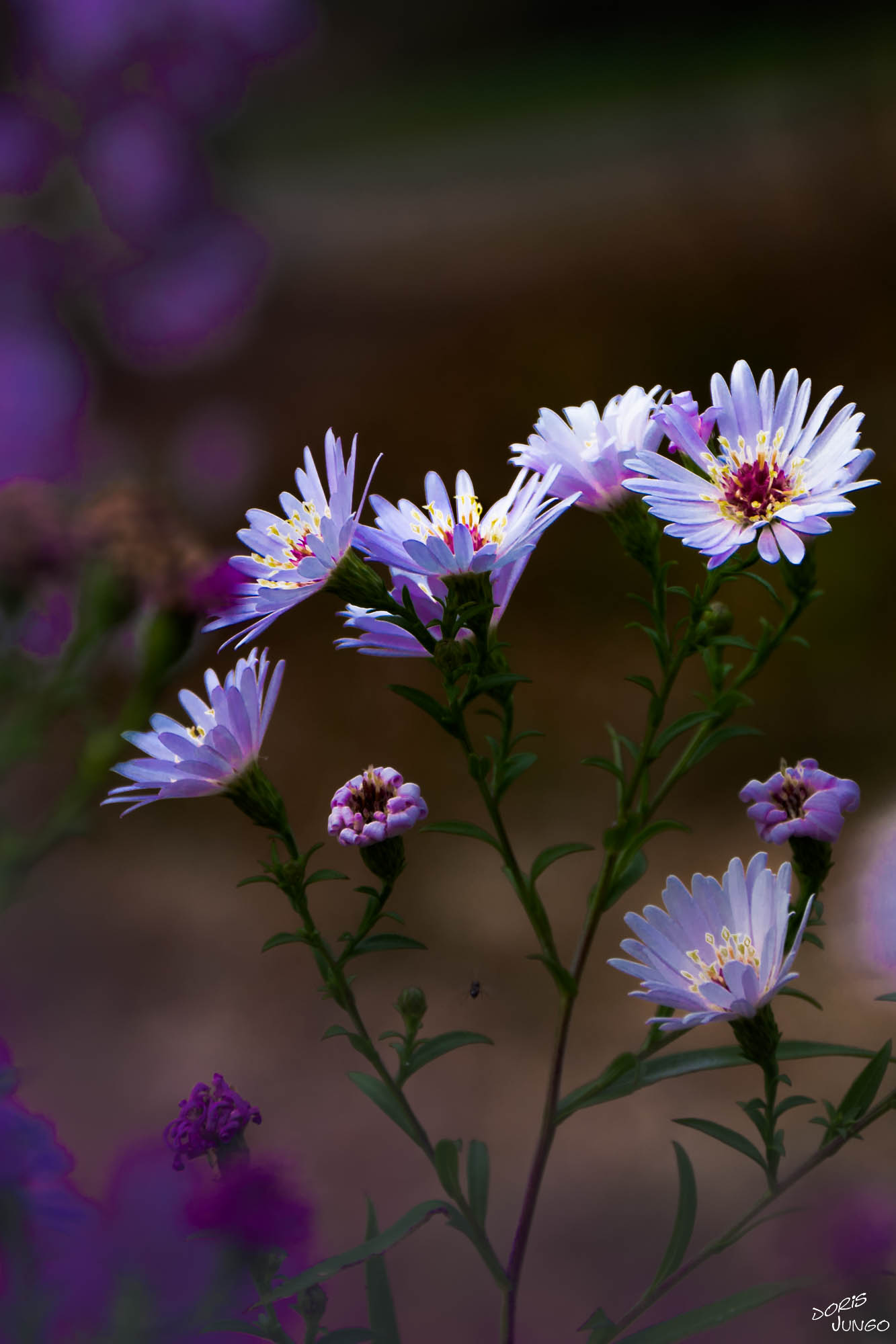 Asters