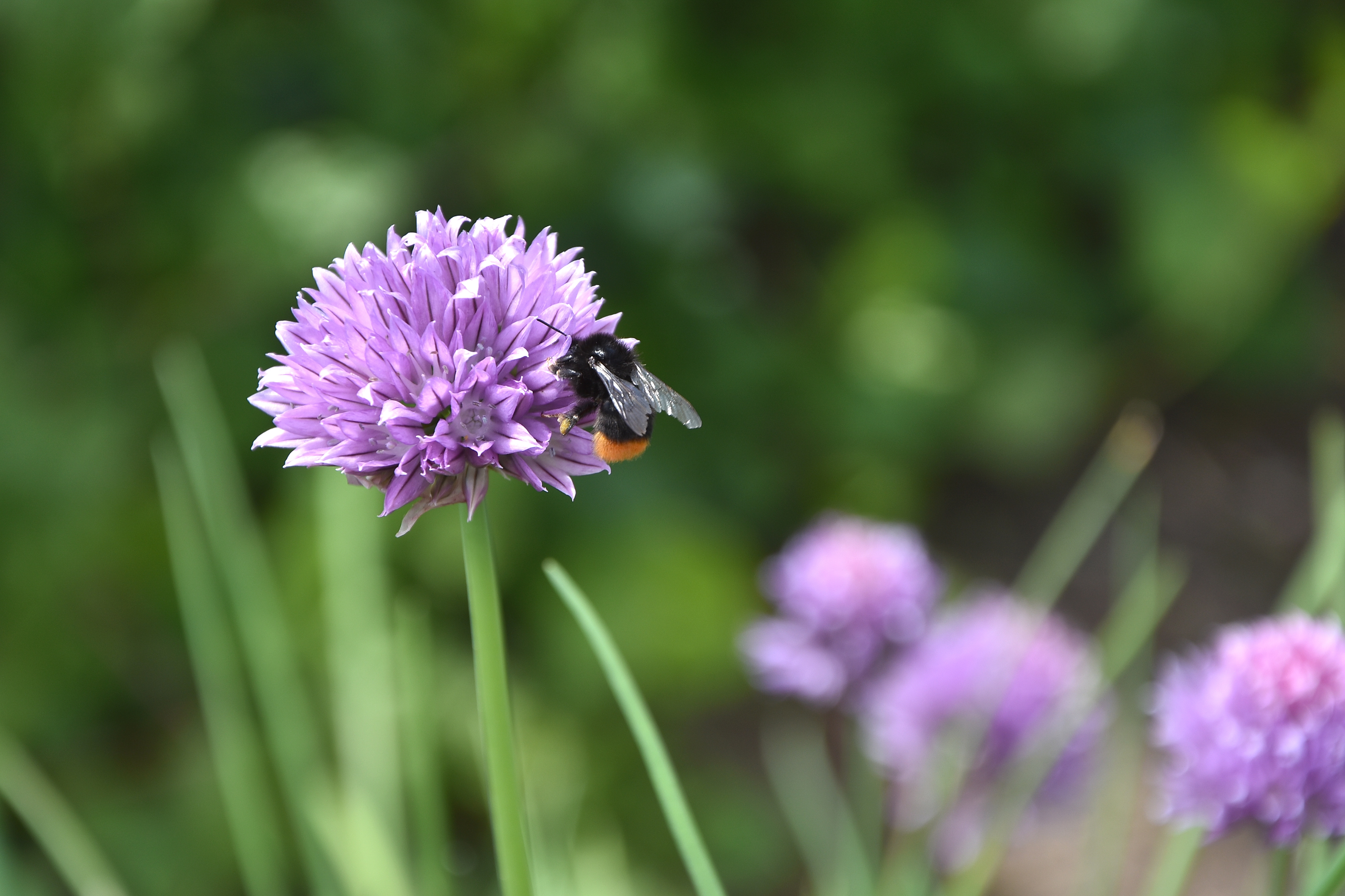 La fleur de ciboulette