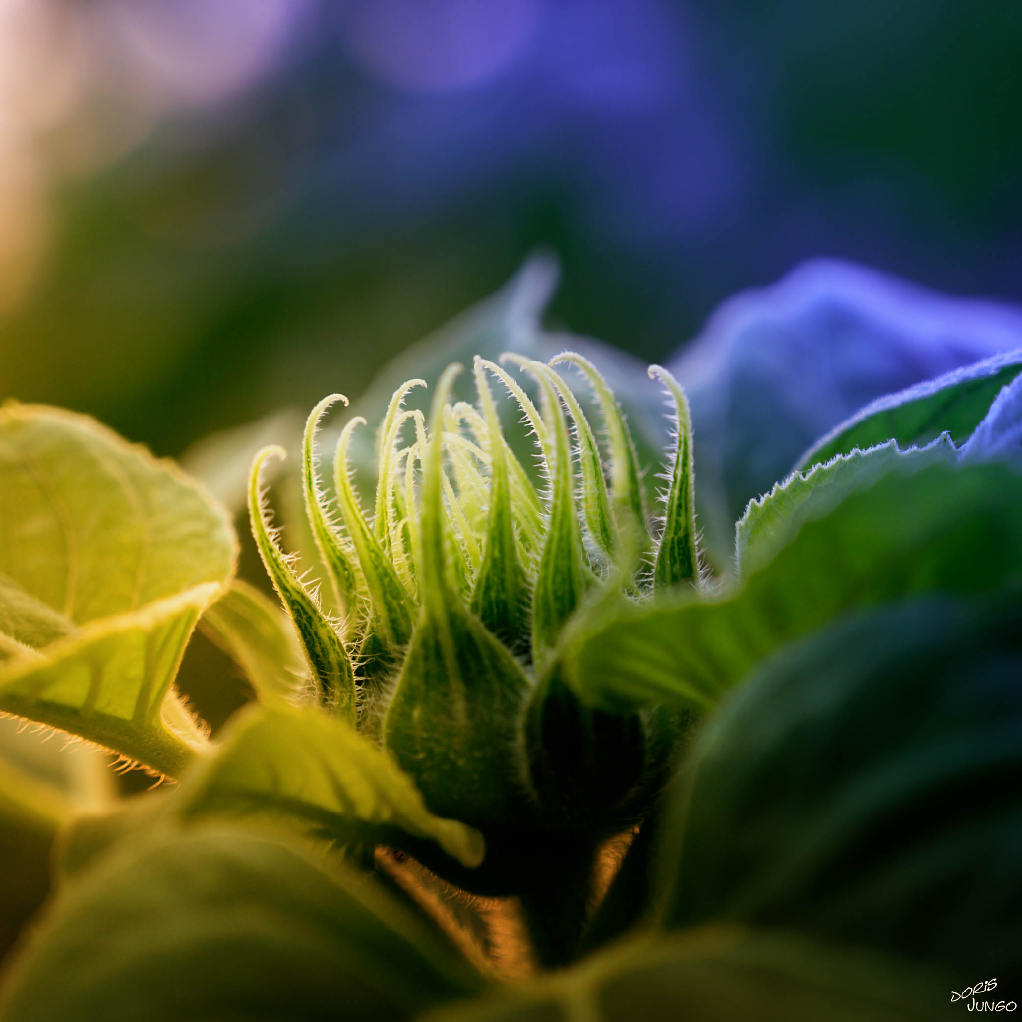 Les tentacules du tournesol