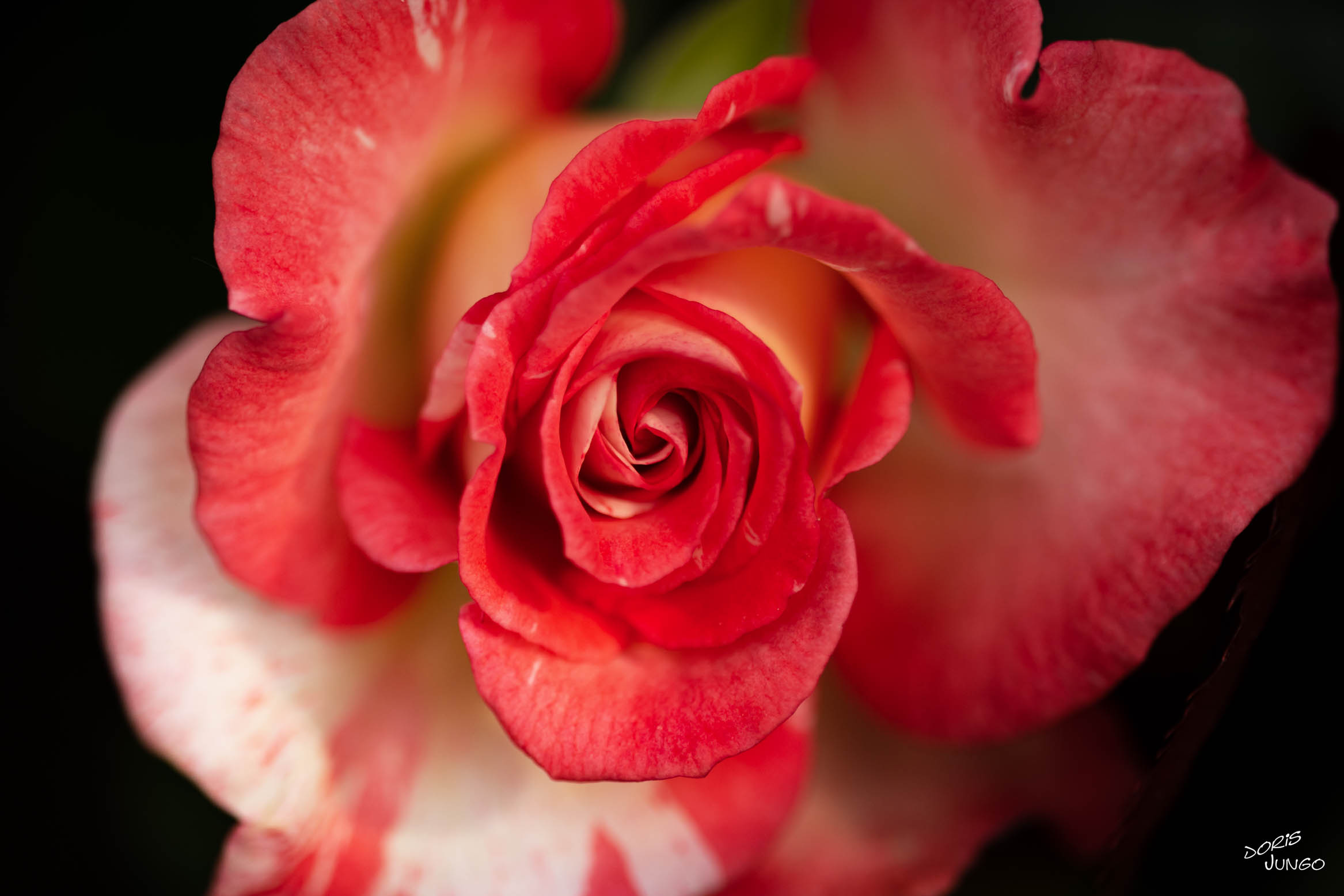 Rose créée par Ph. Dousse