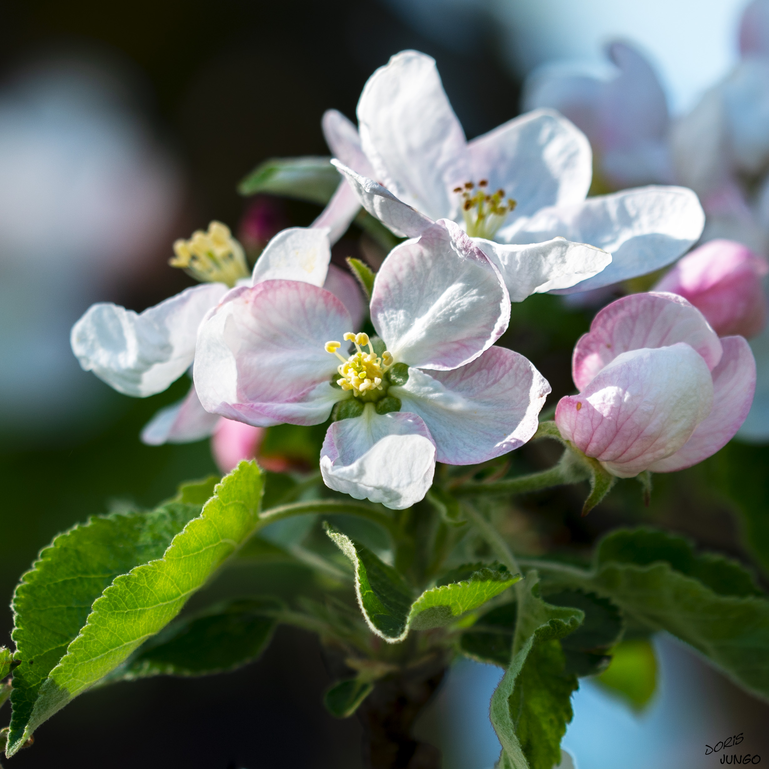 Fleurs de pommier
