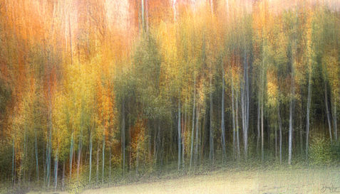 Paysage d'automne avec des arbres aux feuilles rouges, jaunes et vertes