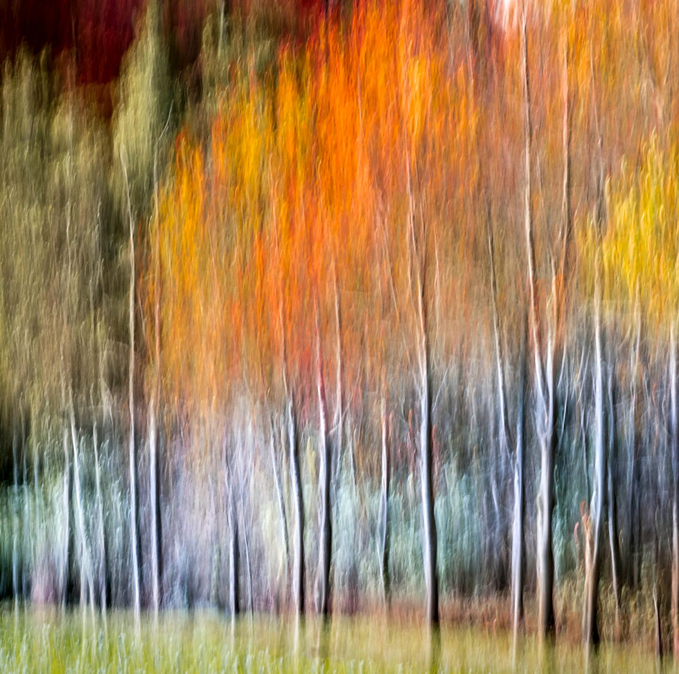 Bord de forêt en automne, couleurs orange et jaune vives