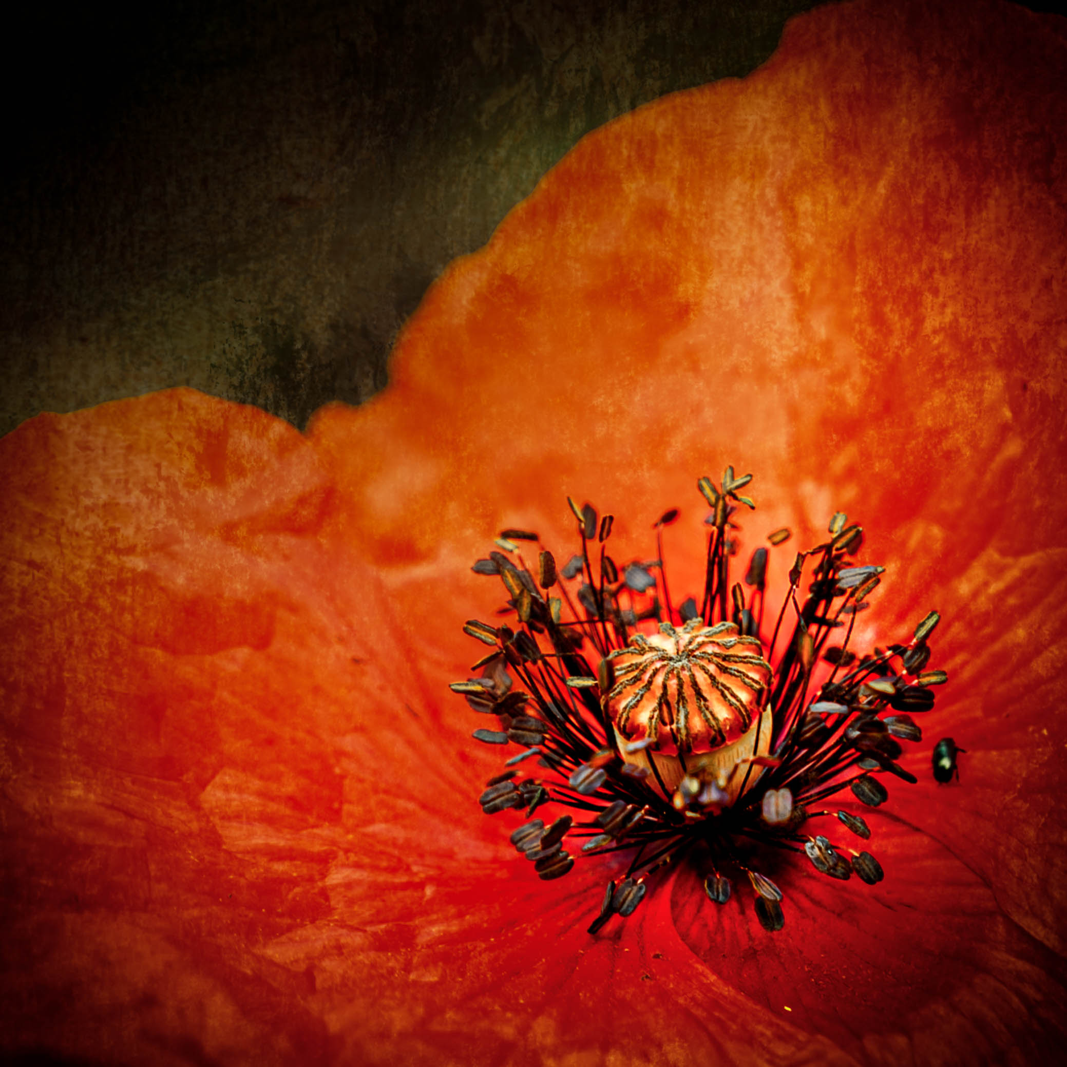 Le "coeur" d'un coquelicot