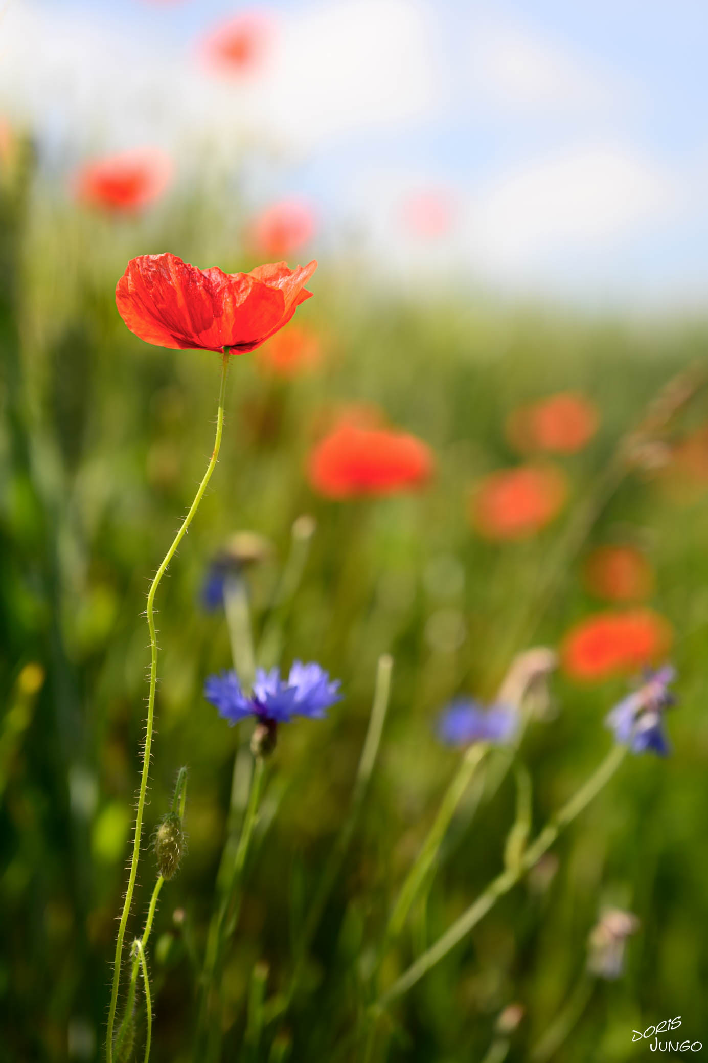 Champs de coquelicots