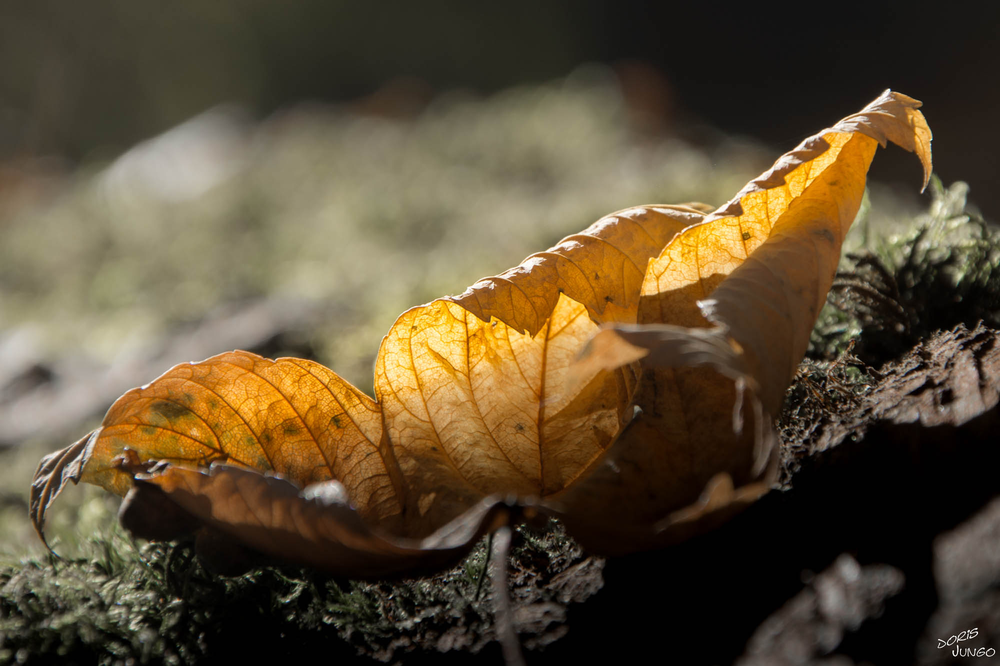 La beauté d'une feuille morte