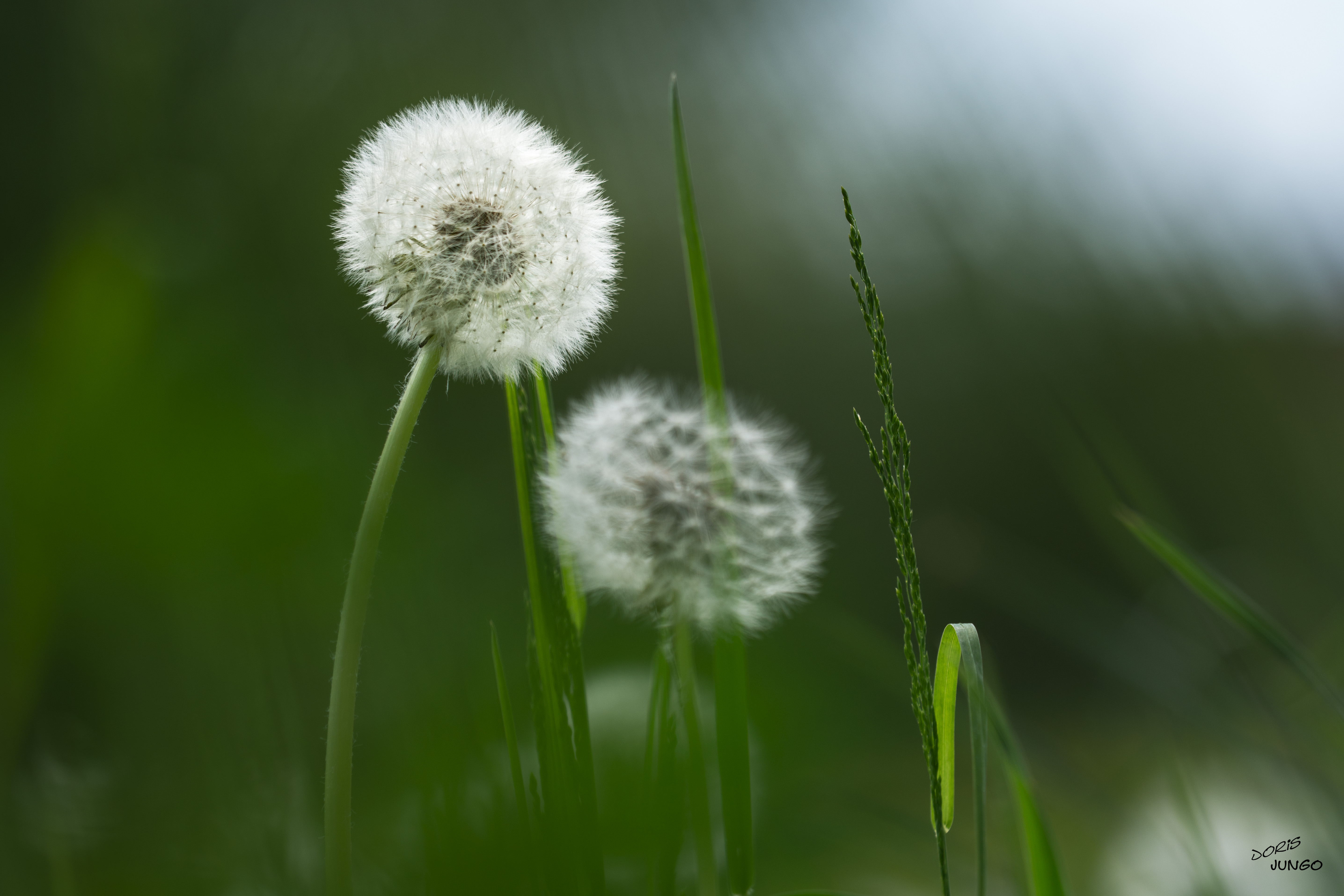 Rêve d'un soir de printemps