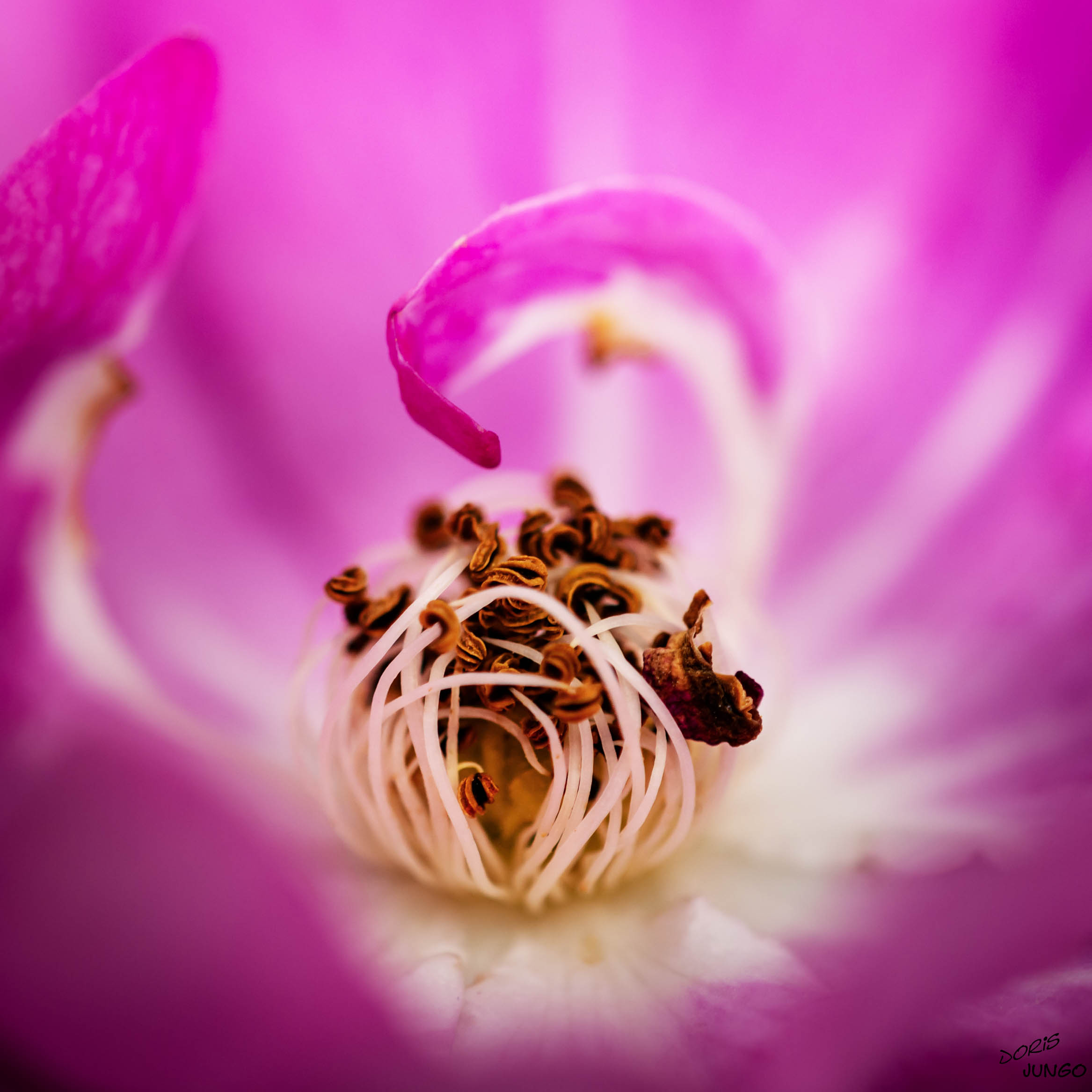 Le cœur d'une rose
