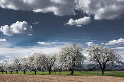Les cerisiers en fleurs