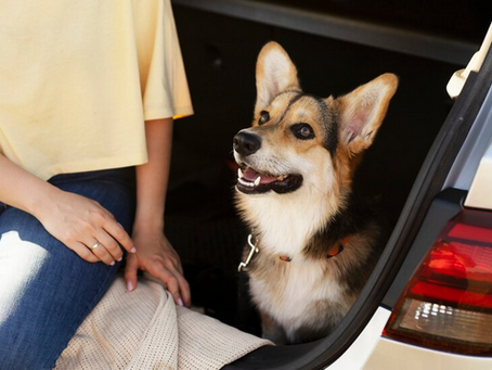 The Hidden Dangers of Pet Hair in Your Car: Why It’s More Than Just a Mess