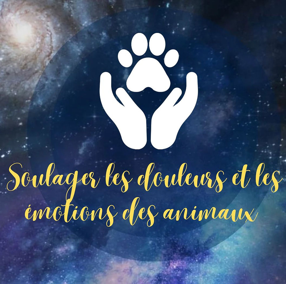 Soin pour apaiser les douleurs et les émotions des animaux