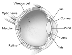 macula_dr.gif