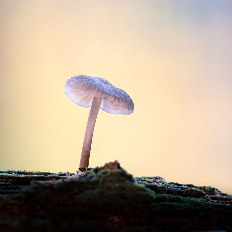 Sunrise-1.JPG
