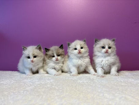 New Litter has come