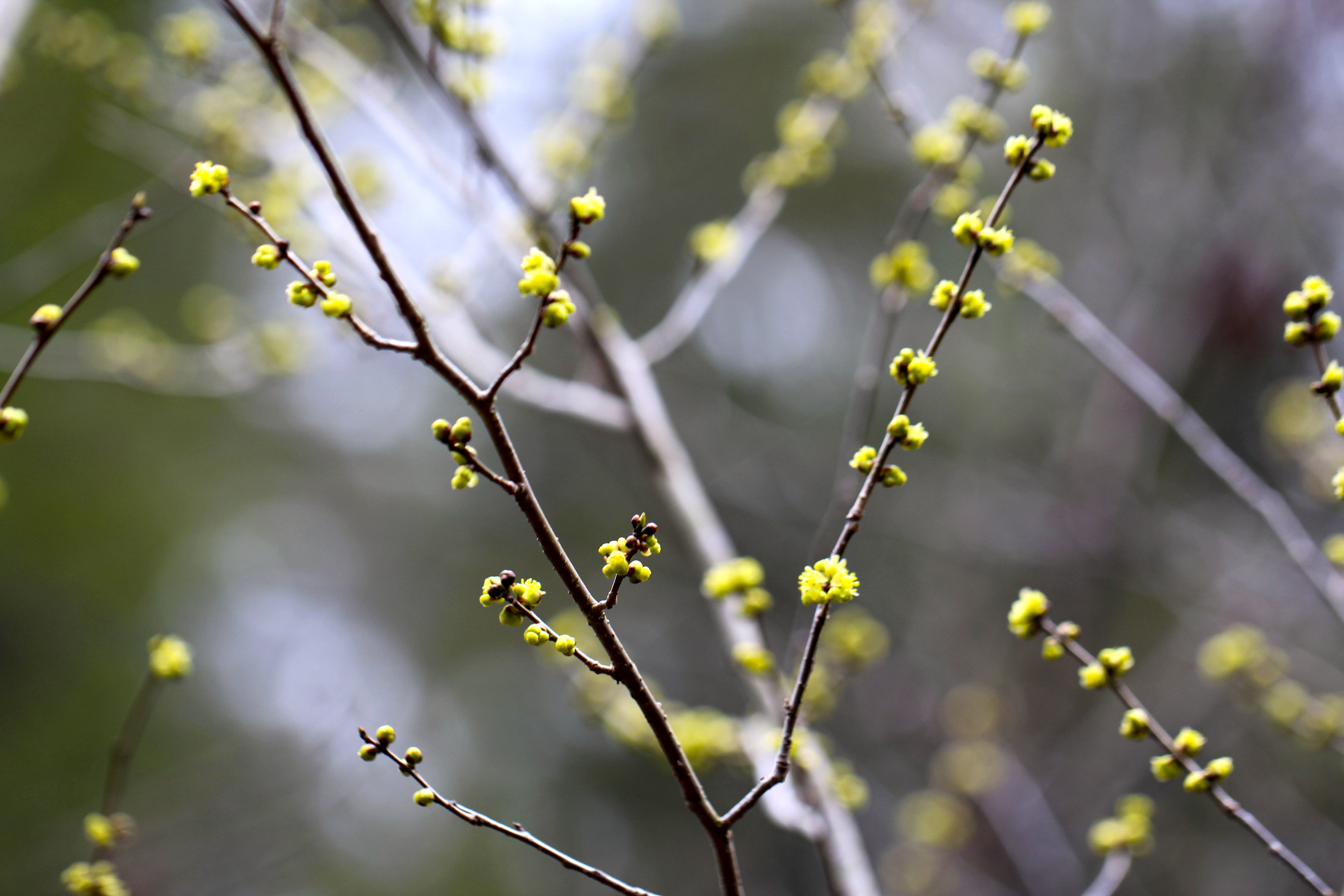 Spicebush