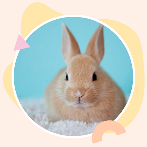 Adorable tan bunny rabbit on light blue background