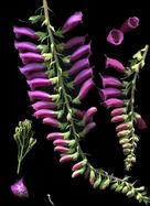 scanner photography, scanner art, flowers art, eco