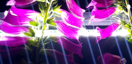 the slow movement of the scanner at 800 dpi, combined with the open lid and black background, creates a unique and creative approach to scanning that can produce stunning, high definition images with a depth and light effect that adds an artistic touch.