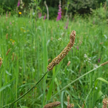 The Peneda-Gerês National Park in Portugal is home to a diverse range of beautiful and unique flowers. The park's flora is characterized by a mix of Mediterranean and Atlantic vegetation, resulting in a rich variety of plant species.