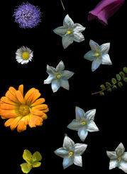 scanner photography, scanner art, flowers art, eco