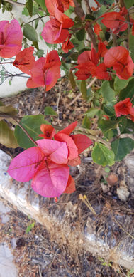 Bougainvillea is a beautiful and vibrant flowering plant that can be found in Ericeira, Portugal. The plant is known for its striking pink or purple flowers that bloom throughout the year, making it a popular choice for gardens and landscaping.