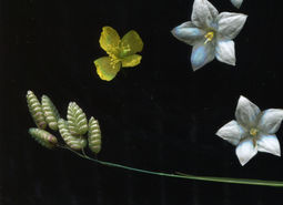 scanner photography, scanner art, flowers art, eco