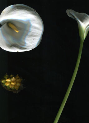 Looking at the result of a scanogram of a calla lily flower on a black background and observing the shadows and light effects is important.
It can provide a detailed visual representation of the flower that is not possible with a simple photograph. The high resolution of a scanogram can capture fine details and textures of the white flower that may be missed in a regular photograph.