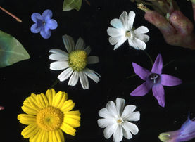 The black background can create a strong contrast that highlights the contours and shapes of the flower. By carefully examining the shadows and highlights in the image, one can better understand the form and structure of the flower.