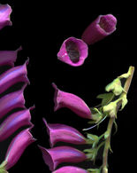 scanner photography, scanner art, flowers art, eco