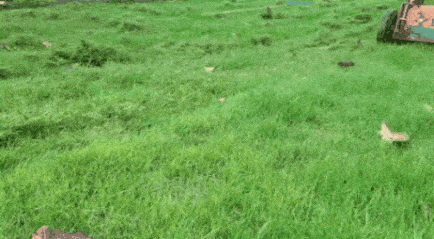 Lawn Care Services