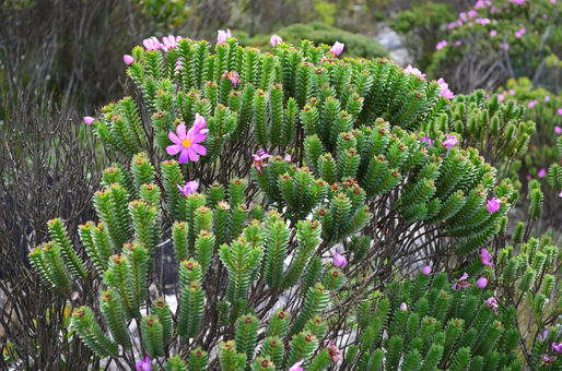 Melastomataceae, amor e altitude