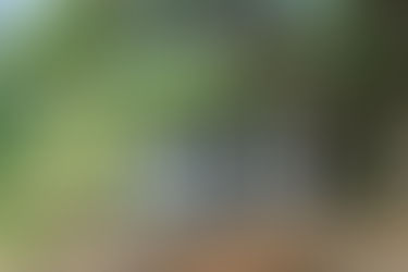 Belezas de um mundo fabricado: arquitetura e árvores cultivadas