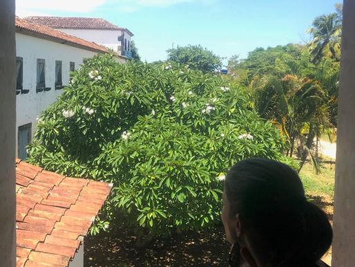 O sentido da História Ambiental