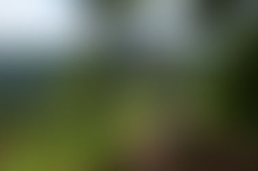 Pelo fim da cegueira ambiental na História